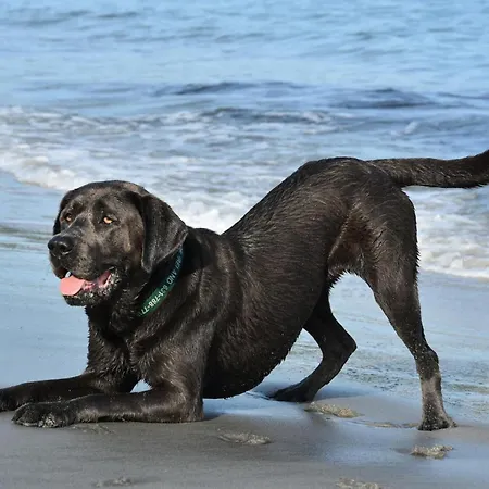 Pfoetchenparadies I Apartamento